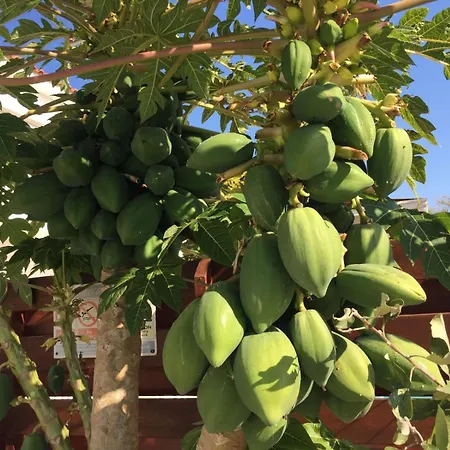 Carolyn Is A Luxury 4-bedroom With Private Pool In Villa Ayia Napa