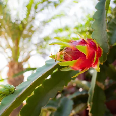 Carolyn Is A Luxury 4-bedroom With Private Pool In