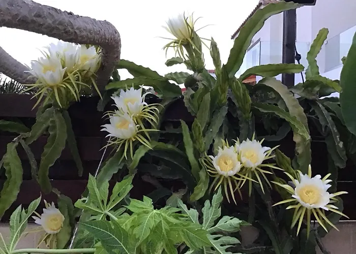 Carolyn Is A Luxury 4-bedroom With Private Pool In Villa