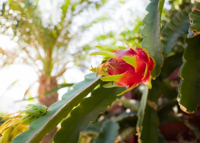 Carolyn Is A Luxury 4-bedroom With Private Pool In