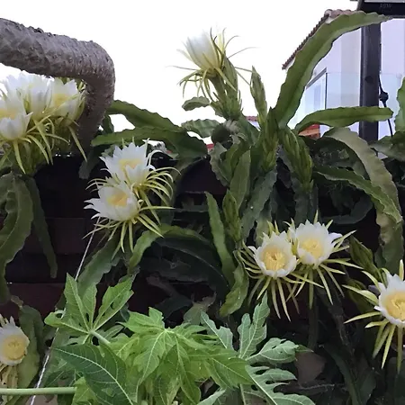 Carolyn Is A Luxury 4-bedroom With Private Pool In ヴィラ