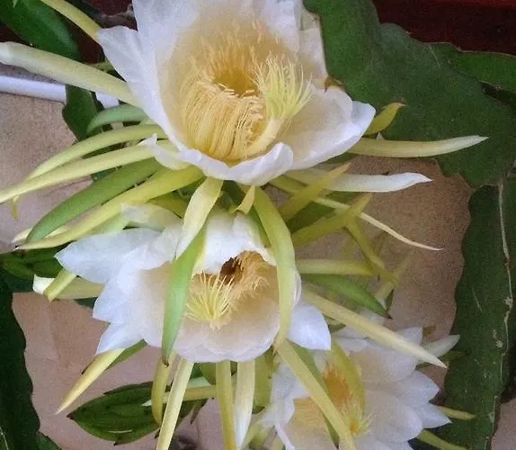 Carolyn Is A Luxury 4-bedroom With Private Pool In * איה נאפה