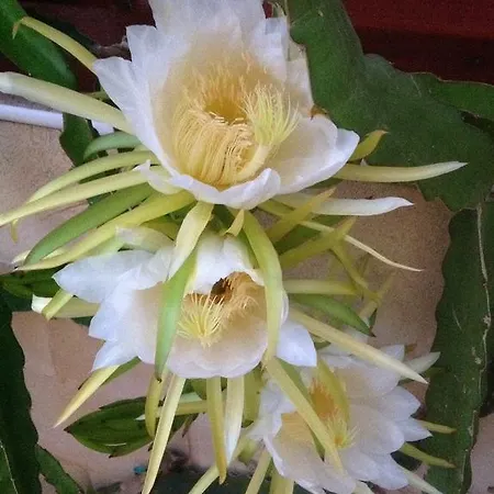 Carolyn Is A Luxury 4-bedroom With Private Pool In * Ayia Napa